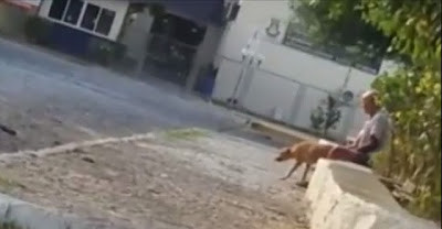Vídeo mostra homem supostamente estuprando cadela no centro ... - Mídia Bahia
