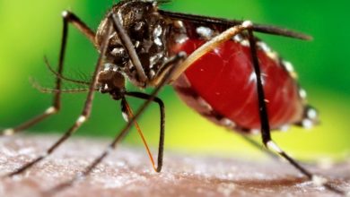 Mosquito Aedes aegypti, transmissor da dengue, zika e chikungunya é diferente das muriçocas