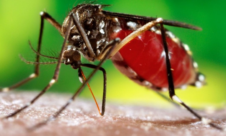 Mosquito Aedes aegypti, transmissor da dengue, zika e chikungunya é diferente das muriçocas