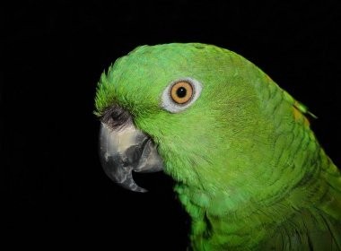 papagaio-verde