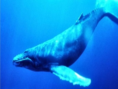 Resultado de imagem para baleia azul
