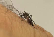 Mosquito da dengue picando pessoa