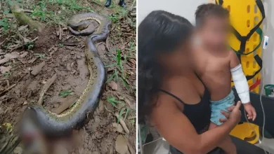 Sucuri ataca criança em Goiás