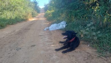 Cão velando corpo