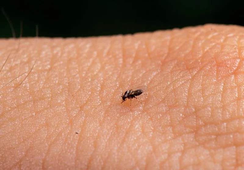 Mosquito Borrachudo sob a pele de um humano.

