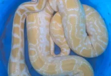 Cobra Python albina