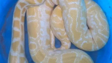 Cobra Python albina