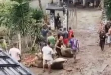 caminhao de boi virado em Itajuipe