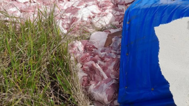 Carga de suínos tombada na BR-116 entre Conquista e Planalto