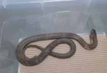 Cobra naja